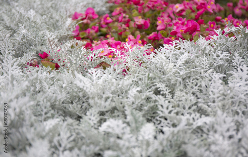 Cineraria maritima silver dust and summer pink flowers. Soft Focus Dusty Miller Plant. Background Texture.