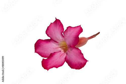 Isolated image of pink flower of Adenium tree in white background