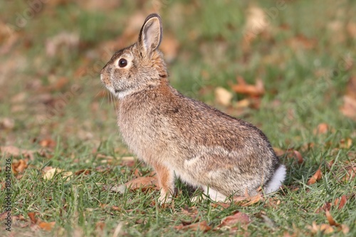 Eastern Cottontail Rabbit (Sylvilagus floridanus) © Steve Byland