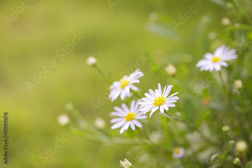 Fototapeta Naklejka Na Ścianę i Meble -  White Zinnia flowers