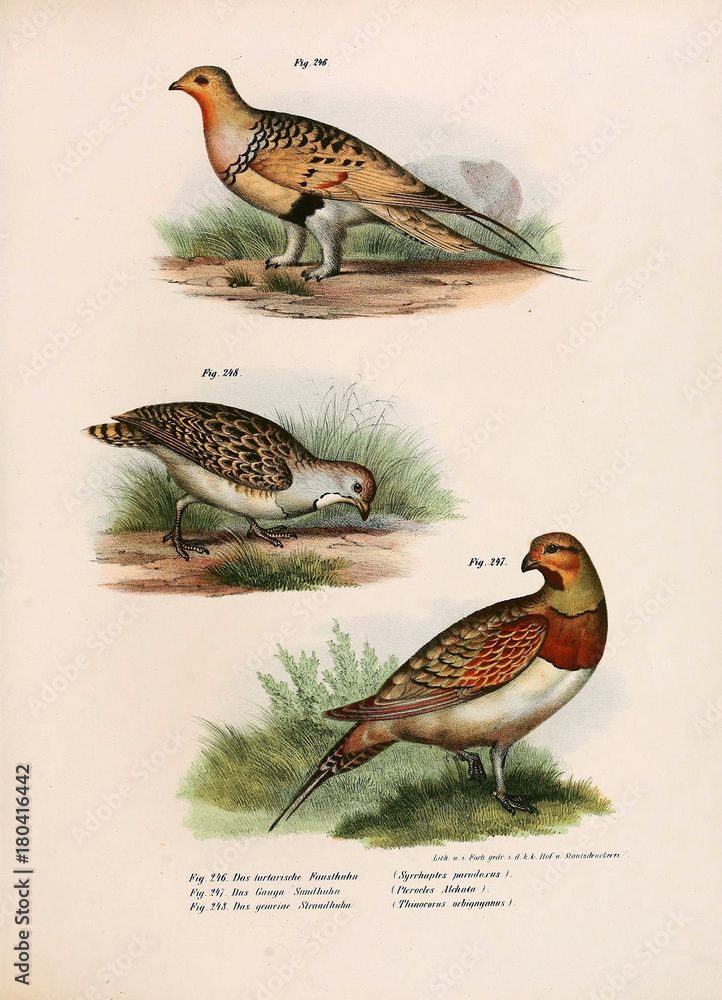 Fototapeta premium Illustration of birds.