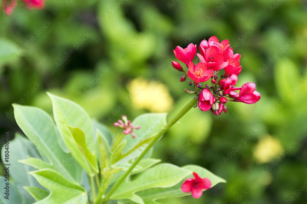 Red flowers blooming on blur natural background Red flowers blooming on blur natural background