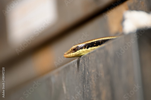 Common garden skink (Eutropis multifasciata) portrait