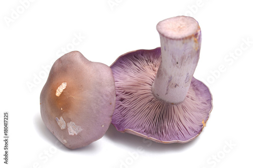 clitocybe nuda mushroom photo