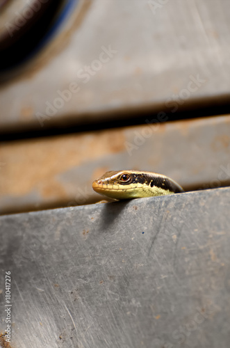 Common garden skink (Eutropis multifasciata) portrait