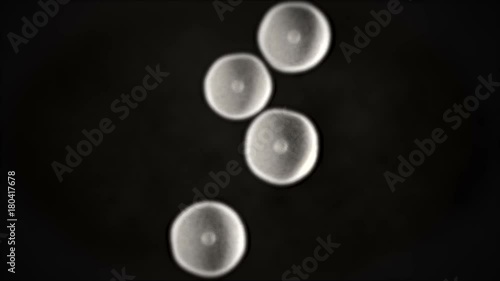 3D CG animation of dividing cell
