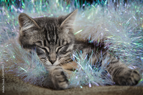 Cute little gray kitten is sleeping wrapped in a Christmas decoration