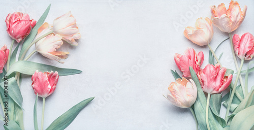 Pastel color tulips bunch for springtime holidays , greeting card mock up, spring nature background