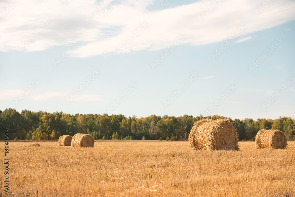 Straw rolled up in bales in the field