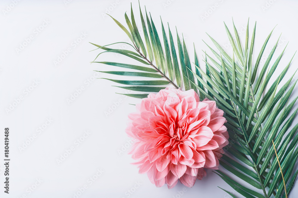 Hãy chiêm ngưỡng vẻ đẹp nguyên sơ của hoa hồng màu pastel kết hợp cùng lá cọ nhiệt đới trên nền desktop trắng. Với sắc màu nhẹ nhàng và thanh lịch, bức ảnh này sẽ đem đến cho bạn cảm giác thư giãn và yên bình trong một ngày dài bận rộn.