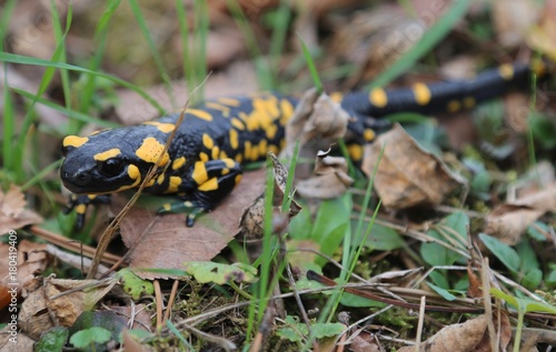 Fire salamander © skysha