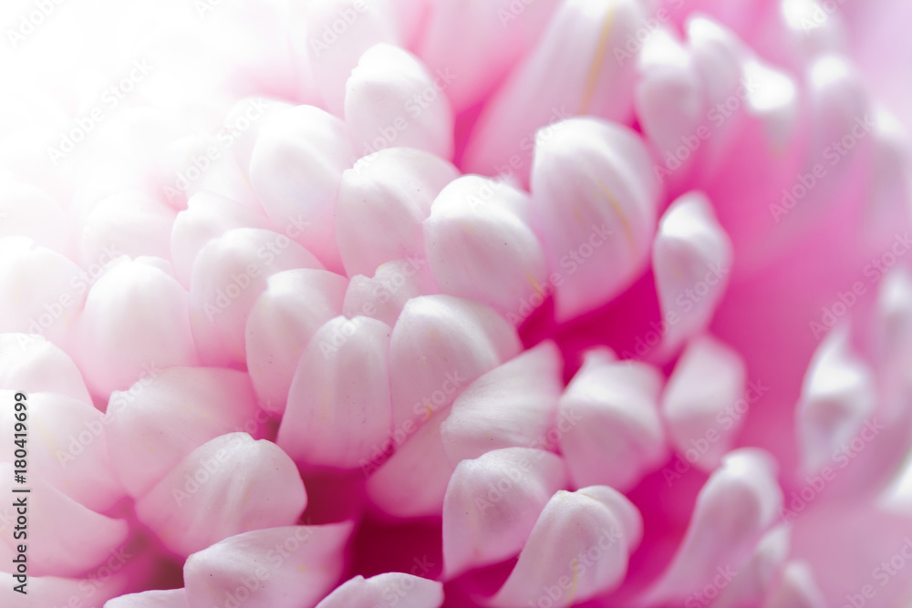 Obraz premium Chrysanthemum petals as a background