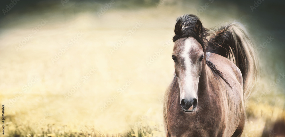 Fototapeta Brown koń z białym lampasem na twarzy przy tłem, sztandarem lub szablonem natury ,.