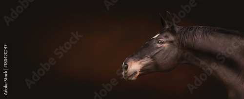 Beautiful black horse head  portrait in profile  expressionally looking at the camera on dark background  place for text  banner or template