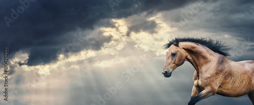Bay Horse running at beautiful dark storm cloudy sky with rays of the sun breaking through the clouds and rain  banner or template