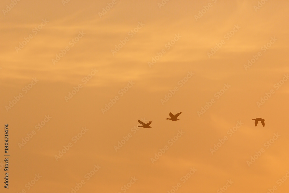 Geese flying in the sky at daybreak