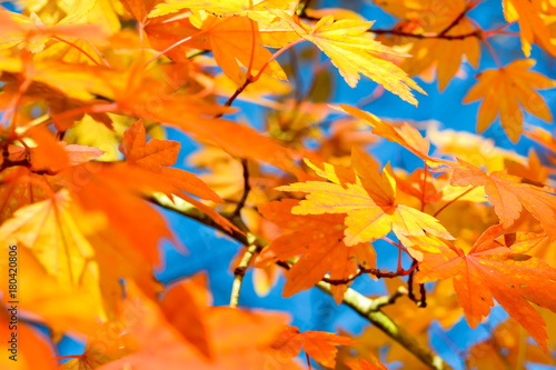 Autumn season of tree and leaves