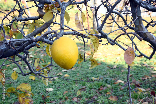 Fruits of Chinese quince - Pseudocydonia sinensis. 