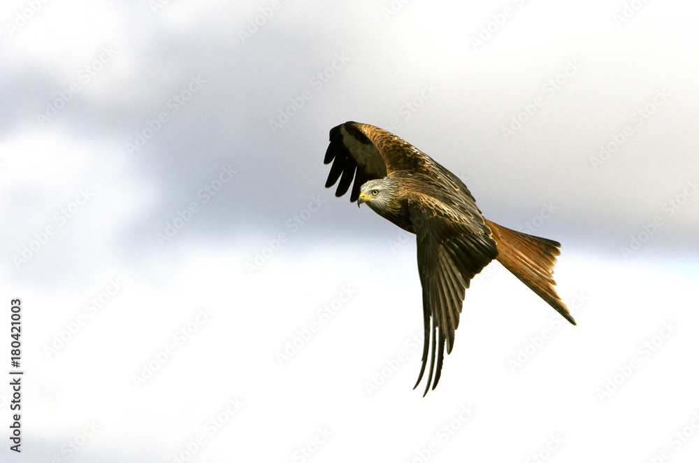 Obraz premium Red kite. Milvus milvus