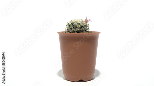 Cactus Mammillaria schiedeana In the pot isolated on white background