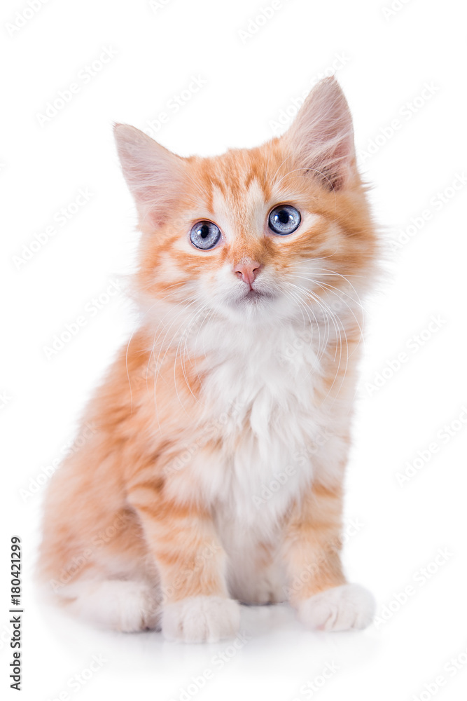 Adorable little red kitten with blue eyes isolated on white