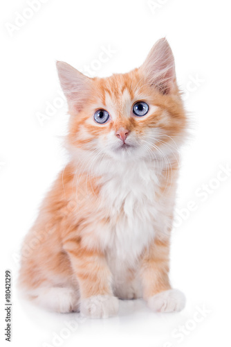 Adorable little red kitten with blue eyes isolated on white