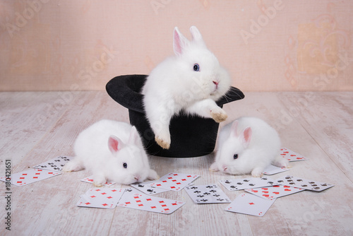 Rabbit in a top hat and little rabbits with playing cards
