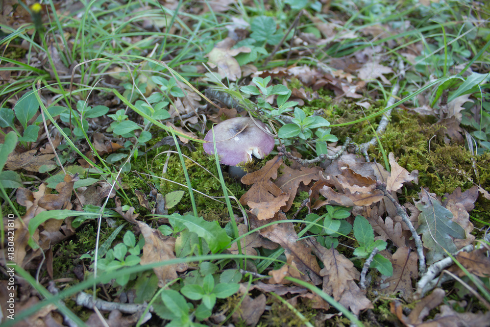 toadstool mushroom in the forest while, inedible, poisonous toadstool mushroom in the forest while, inedible, poisonous