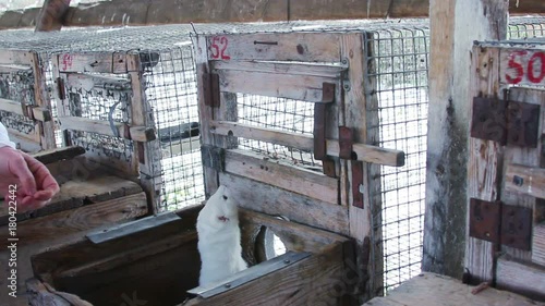 White curious mink peeking out of the cage
