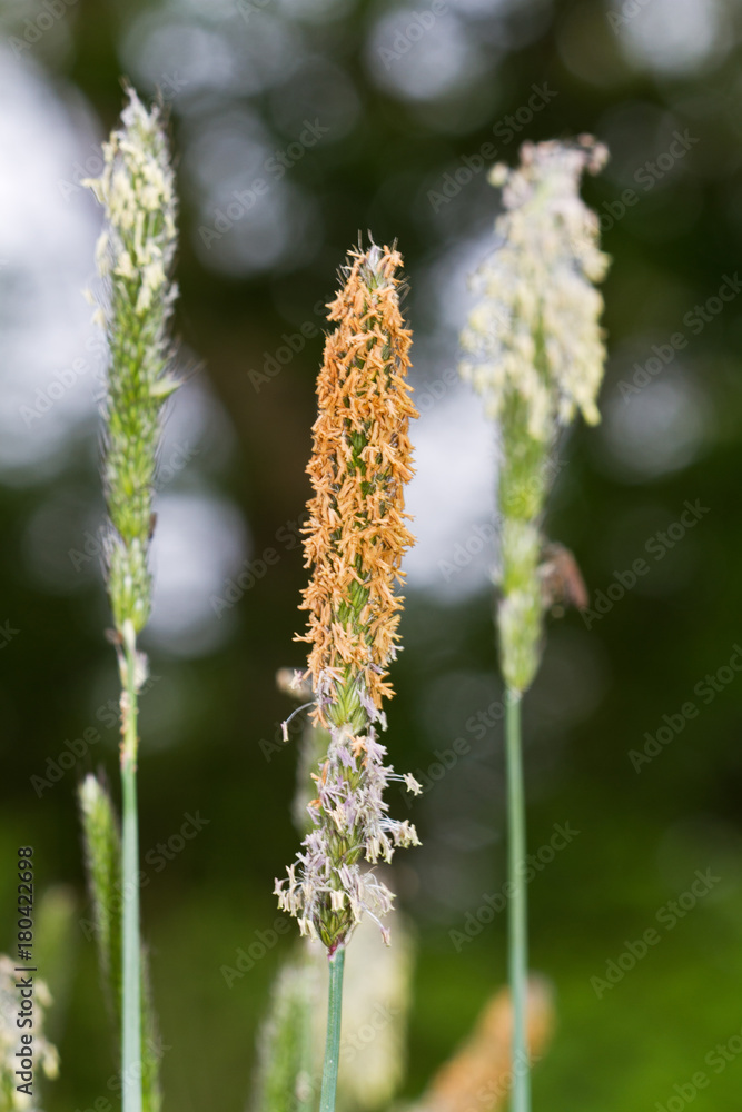Close-up of the flowering spikelets of Meadow foxtail grass Close-up of the flowering spikelets of Meadow foxtail grass