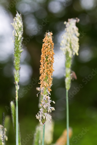 Close-up of the flowering spikelets of Meadow foxtail grass
