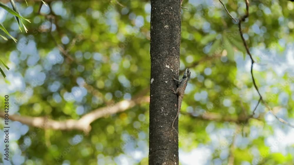 Iguana sitting on a tree trunk. Bangkok, Thailand. Iguana sitting on a tree trunk. Bangkok, Thailand.