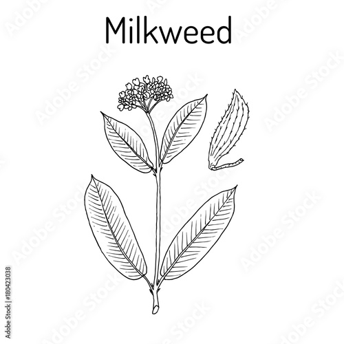 Milkweed Asclepias syriaca , medicinal plant photo