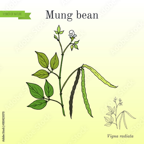 Mung bean Vigna radiata with leaves and pods
