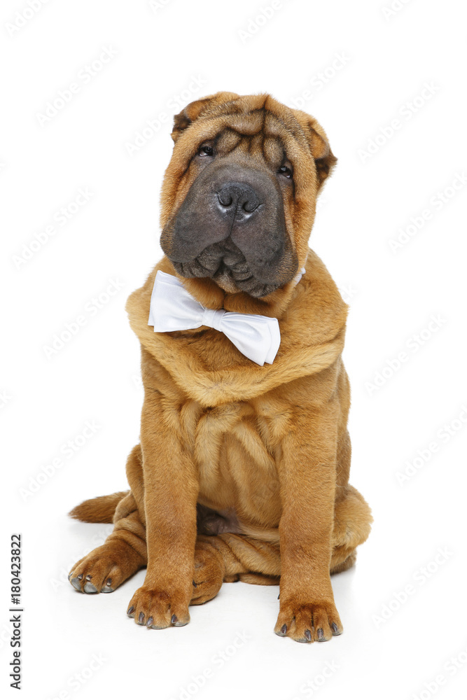 shar pei puppy with white bow tie