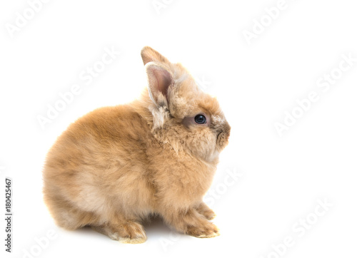 red-haired rabbit