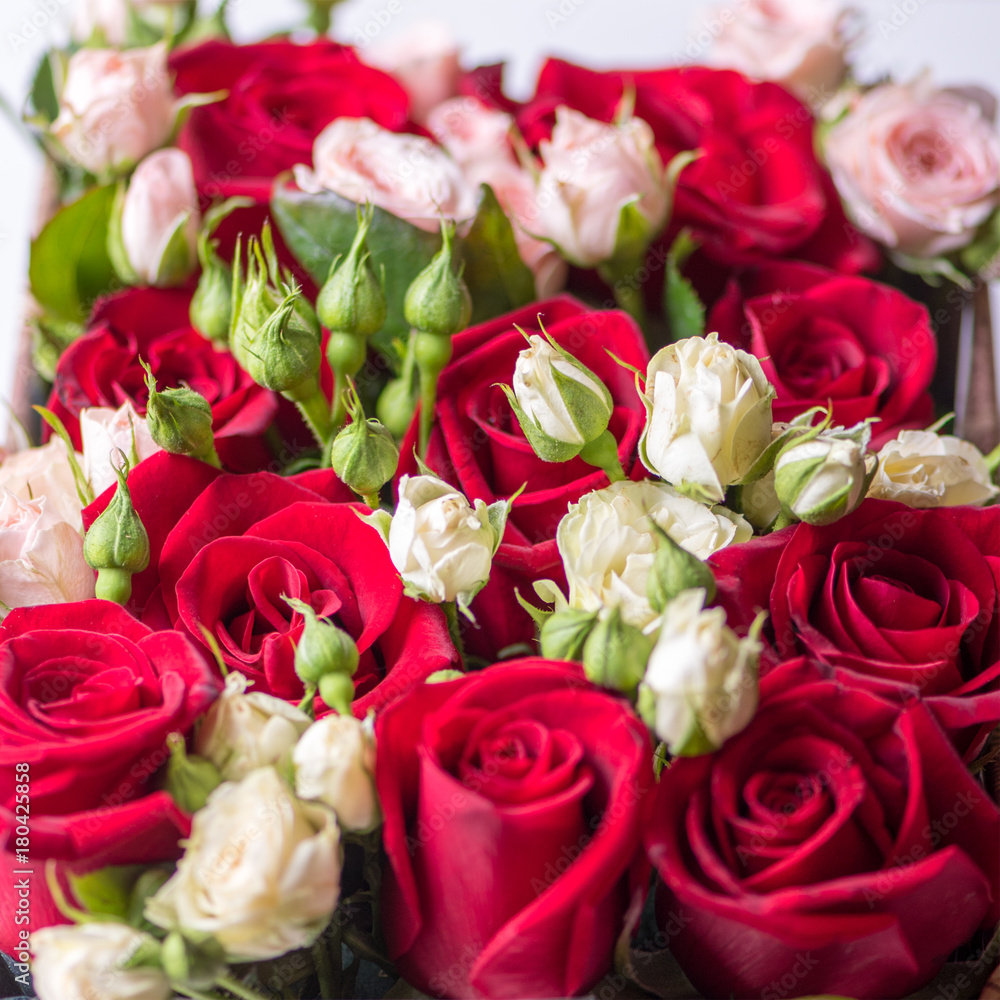 Rose buds, beautiful flowers, selective focus Rose buds, beautiful flowers, selective focus