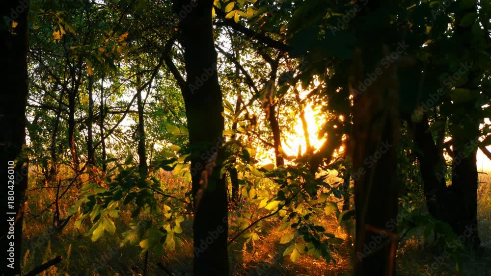 Trees in the forest against the sunset. The rays of the sun pass through the leaves of the tree. Trees in the forest against the sunset. The rays of the sun pass through the leaves of the tree.