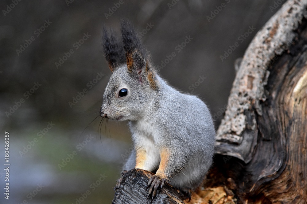 Fototapeta premium Squirrel