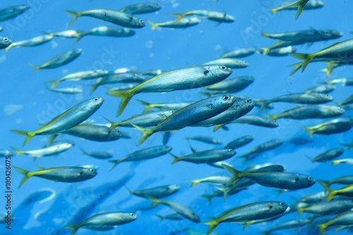 Photography Nature background Fish swimming in deep sea blue waters