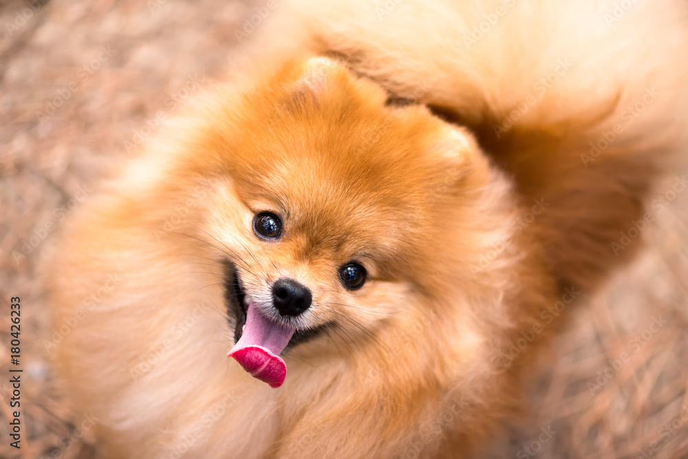 Portrait of a dog, beautiful fluffy pomeranian, domestic pet, top view.