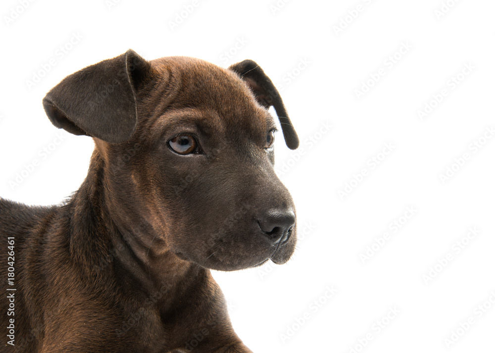puppy terrier isolated