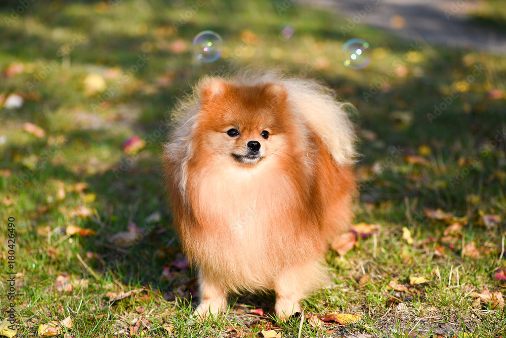 Portrait of a beautiful dog, Pomeranian Spitz