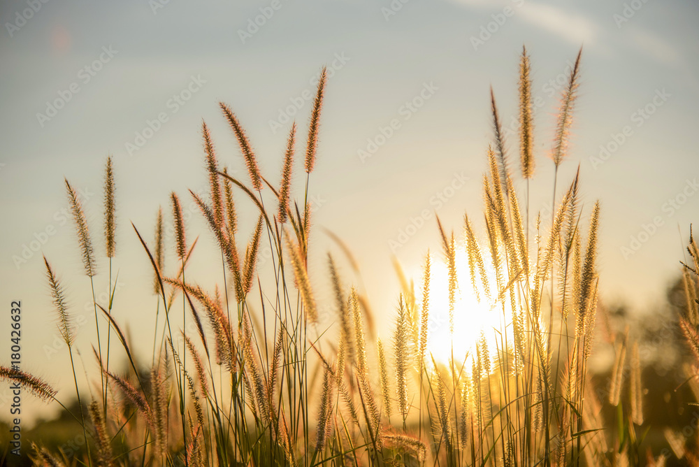 Grass flowers with light Silhouette