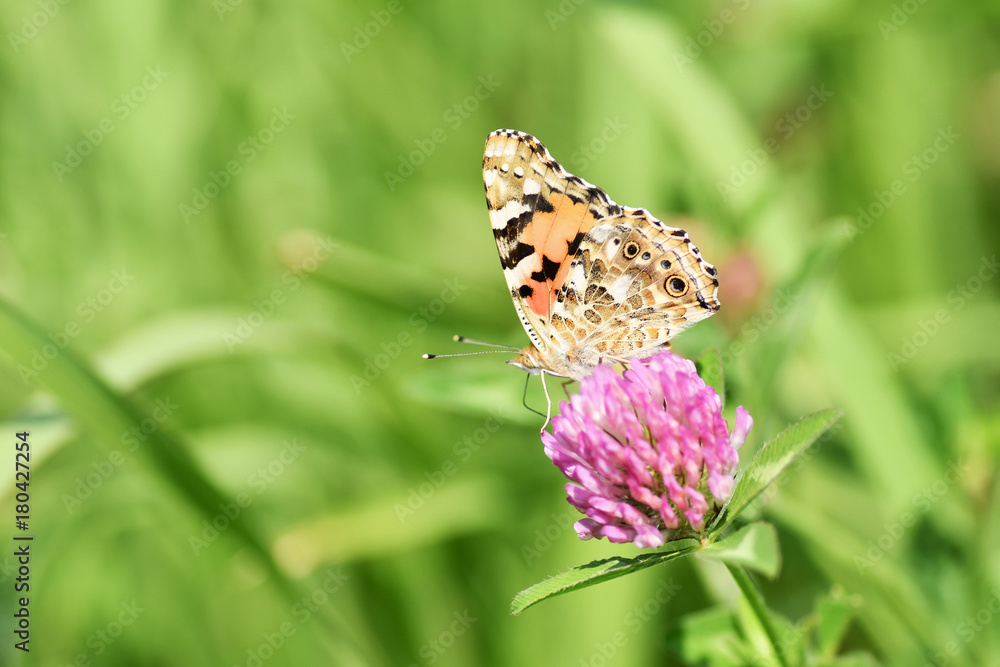 Obraz premium タテハ蝶 