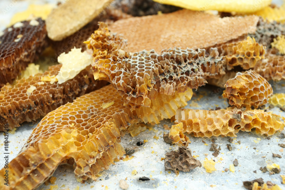 Fototapeta premium bees honeycombs, wax, close-up