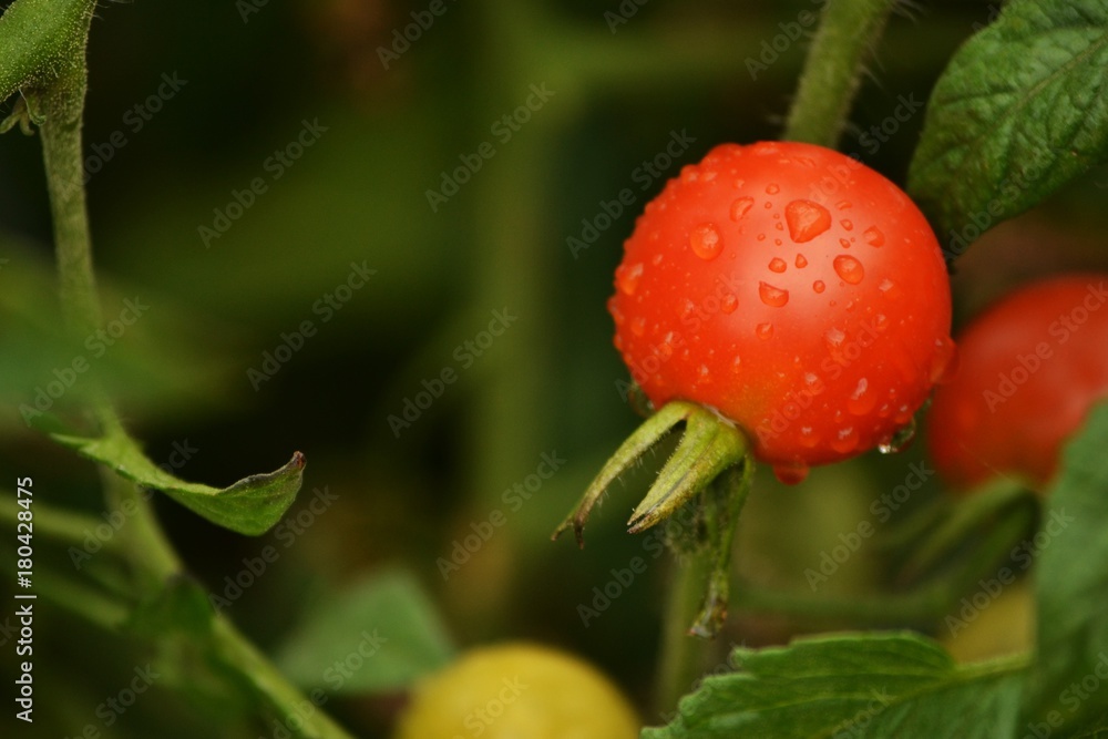 Tomate en jour de pluie Tomate en jour de pluie