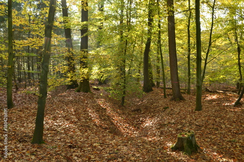 Fototapeta Naklejka Na Ścianę i Meble -  beuken in het herfstzonnetje op de rabatten van de Kruisbergse bossen