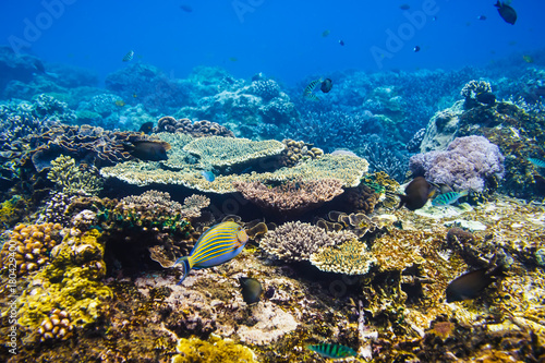 Tropical fishes on the coral reef, Indian ocean.