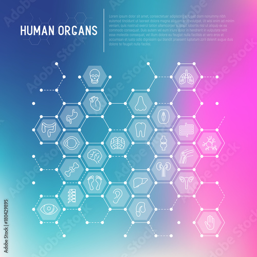 Human internal organs concept in honeycombs with thin line icons. Vector illustration for banner, web page, print media.